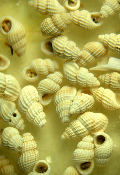 Alvania testae